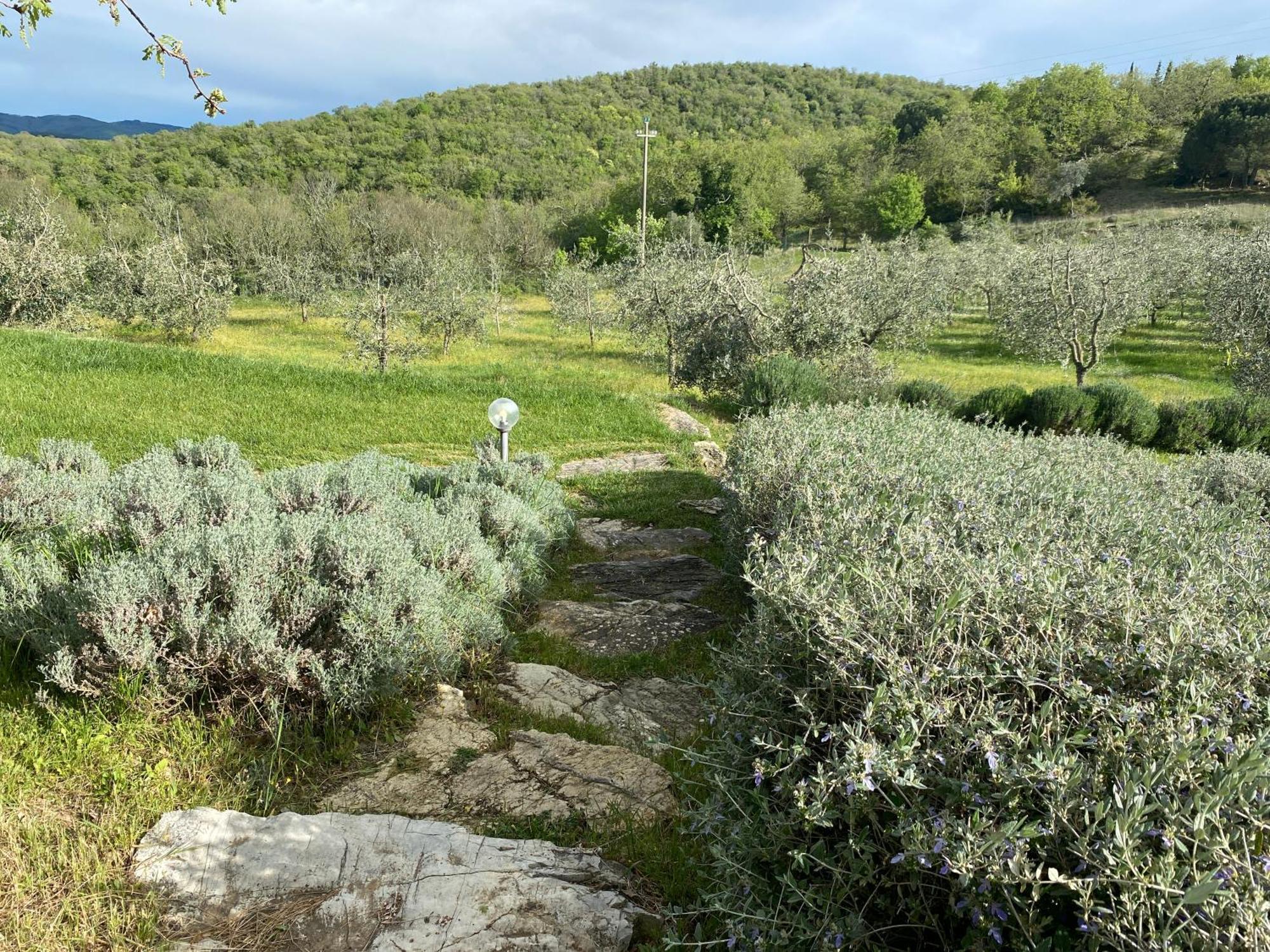 Rosa Di Chianti *